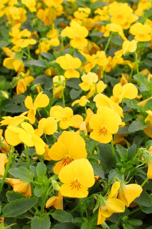 Free stock image of Yellow pansies created by Val Lawless