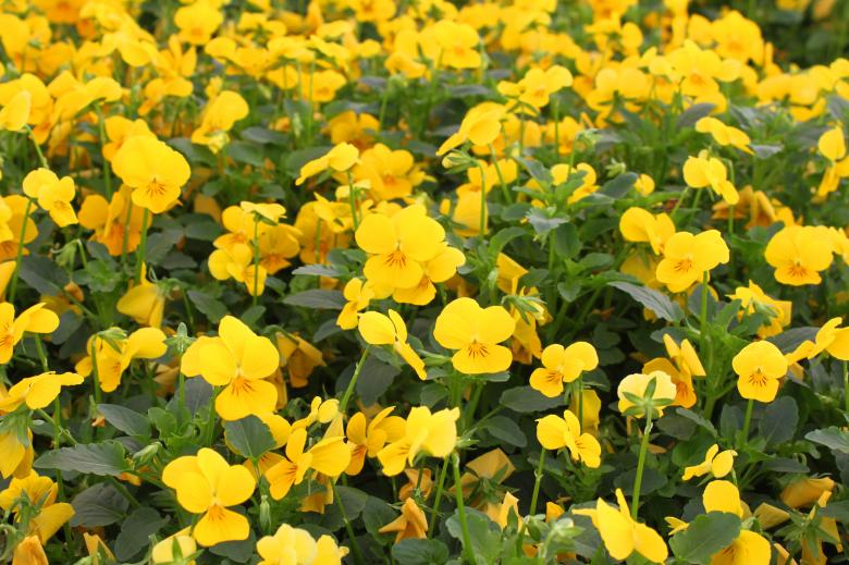 Free stock image of Yellow pansies created by Val Lawless