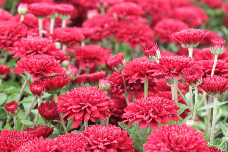 Free stock image of Red mums created by Val Lawless