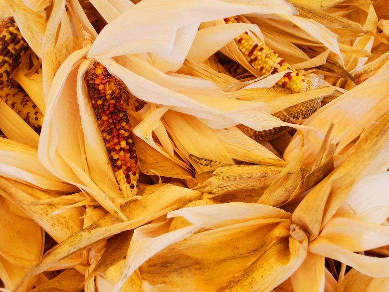 Free stock image of Corn created by Val Lawless