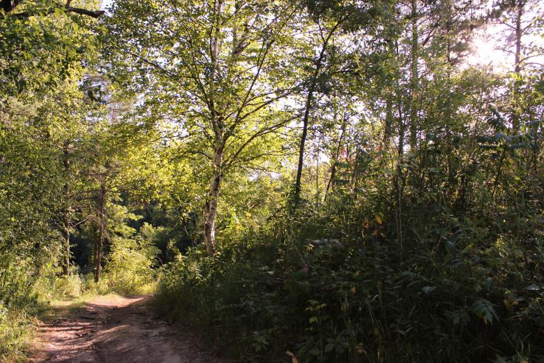 Free stock image of Trail to the Tunnel created by Krista Warner