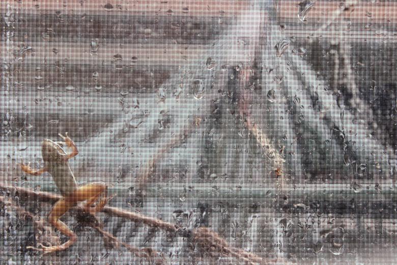 Free stock image of Window Froggy created by Krista Warner