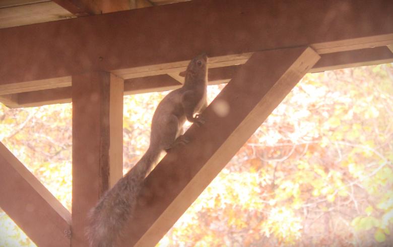 Free stock image of Squirrel created by Krista Warner