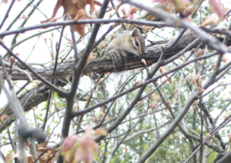 Free stock image of Mr Chippy created by Krista Warner
