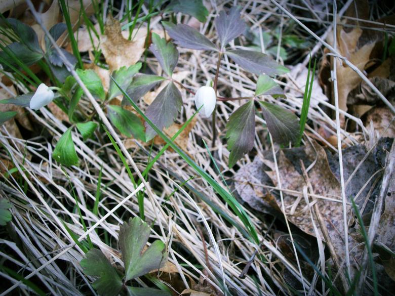 Free stock image of Nature created by Krista Warner