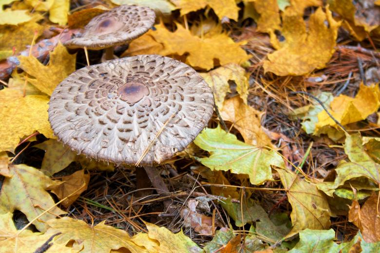 Free stock image of Mushroom created by 2happy