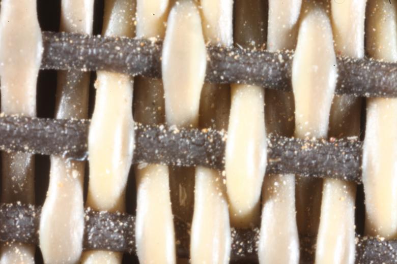 Free stock image of Weave texture created by Jared Davidson