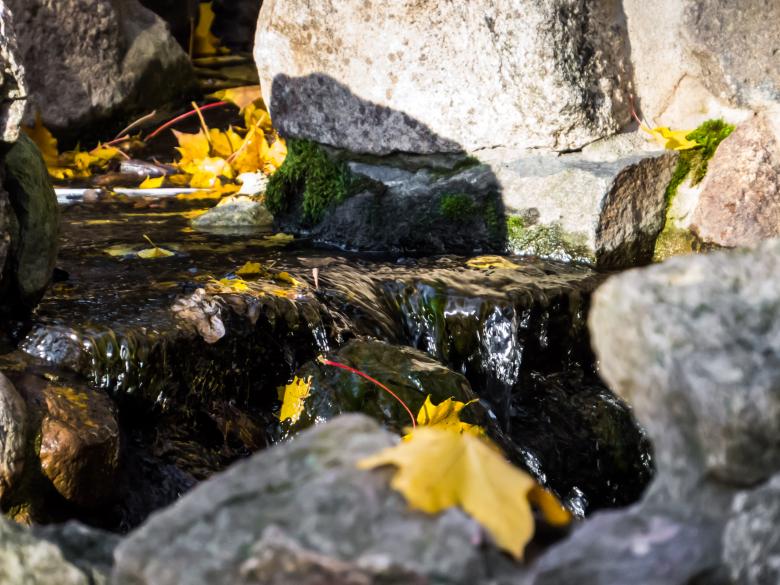 Free stock image of Autumn beauty created by Janis Urtans