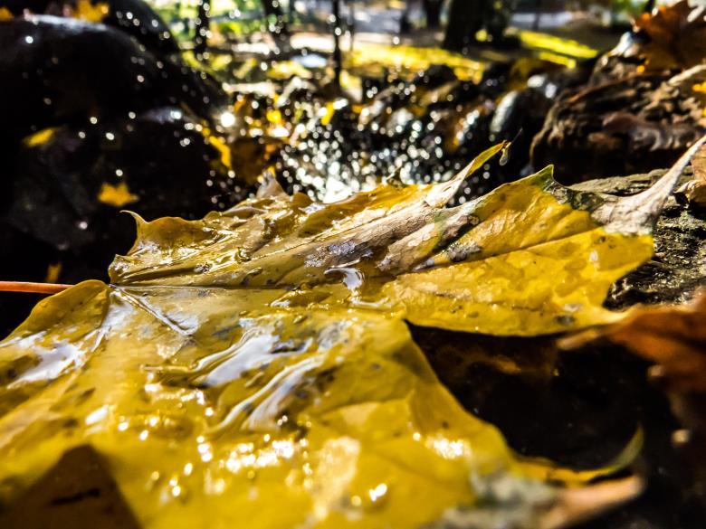 Free stock image of Autumn beauty created by Janis Urtans