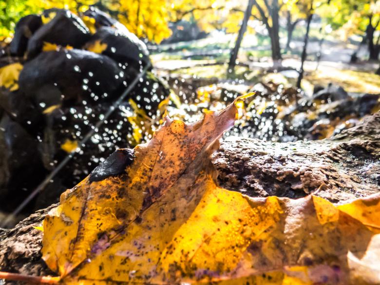 Free stock image of Autumn beauty  created by Janis Urtans