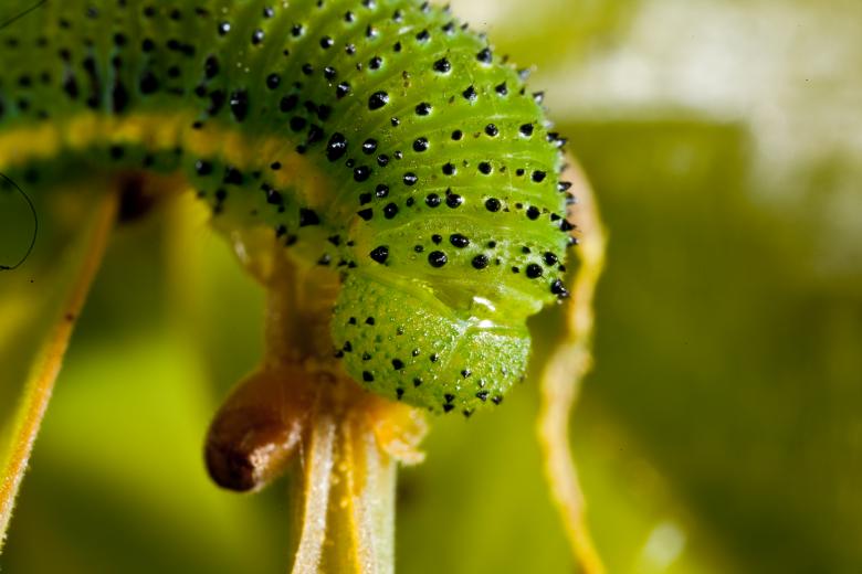 Free stock image of Green caterpillar created by Jared Davidson