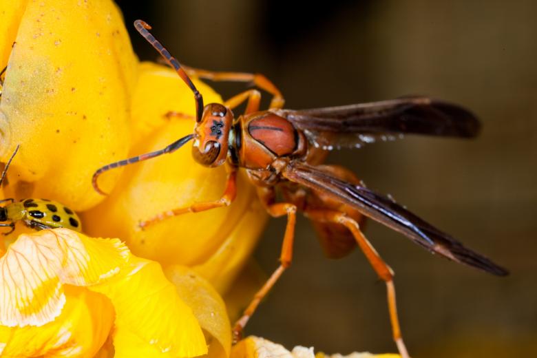 Free stock image of Wasp on yellow flower created by Jared Davidson