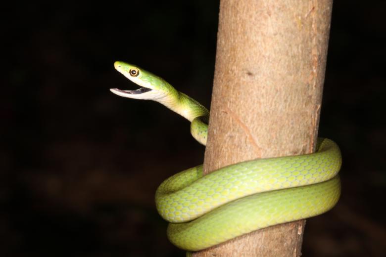 Free stock image of Green Snake created by Jared Davidson
