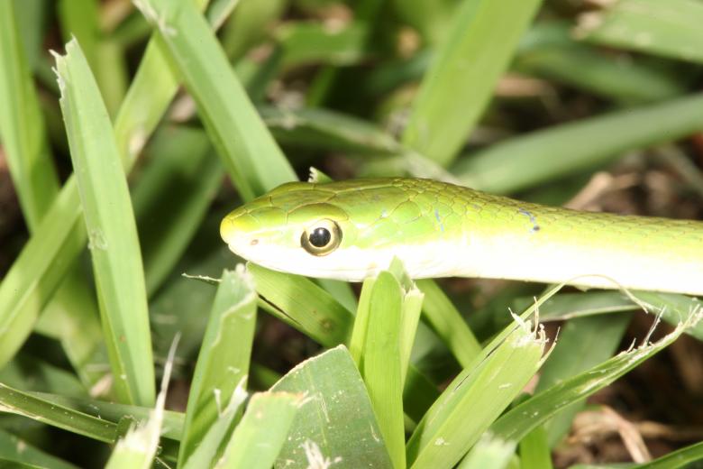 Free stock image of Green Snake created by Jared Davidson