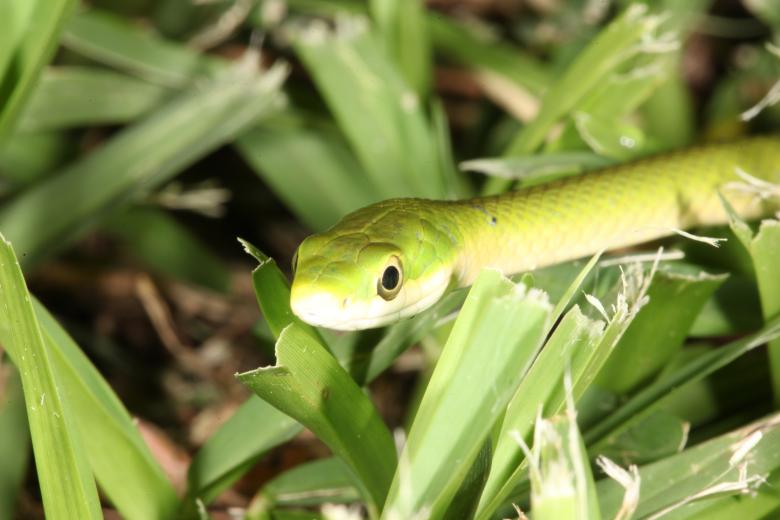 Free stock image of Green Snake created by Jared Davidson