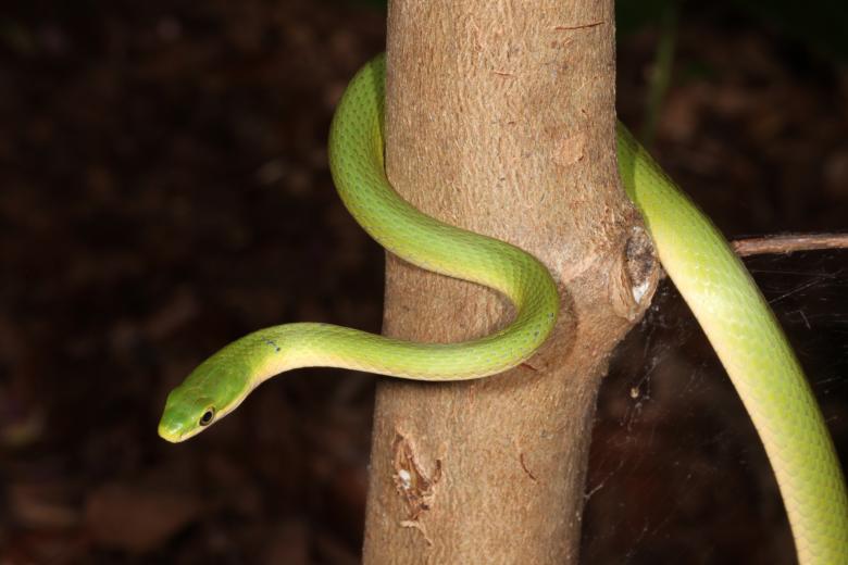 Free stock image of Green Snake created by Jared Davidson