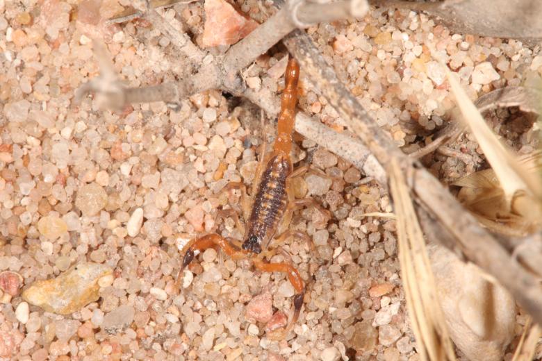 Free stock image of Scorpion created by Jared Davidson
