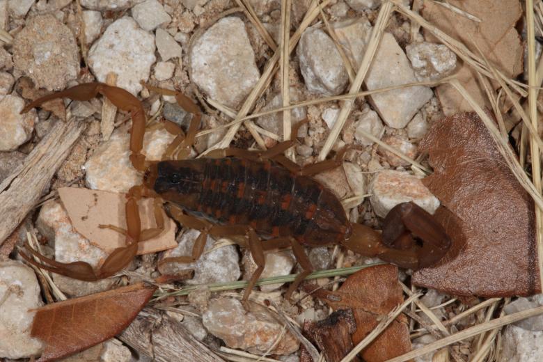 Free stock image of Scorpion created by Jared Davidson