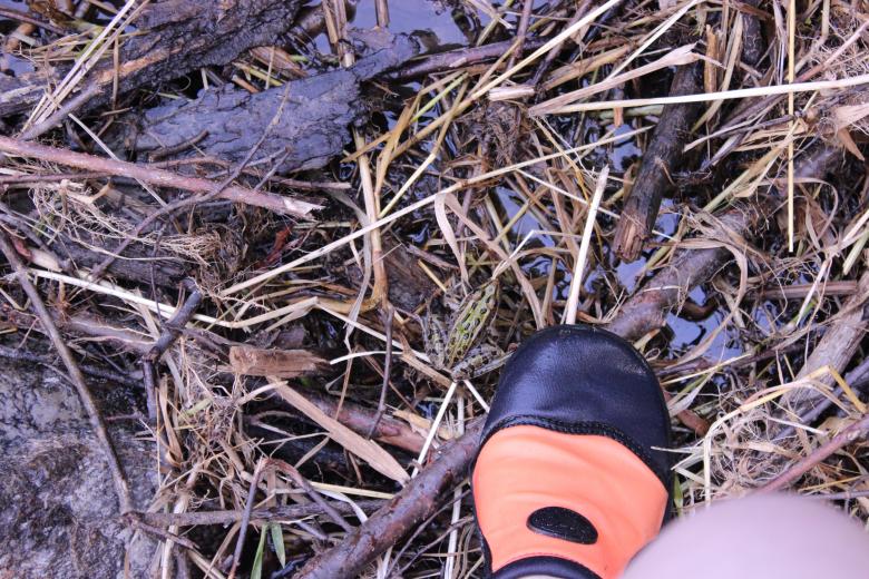 Free stock image of Frog by my foot created by Krista Warner