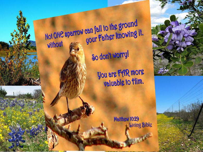 Free stock image of Not One Sparrow created by DFNatureAwed