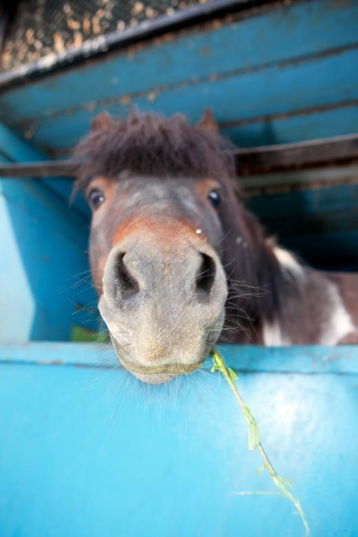 Free stock image of horse created by 2happy