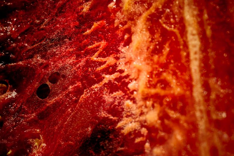 Free stock image of Decaying Flesh created by Free Texture Friday