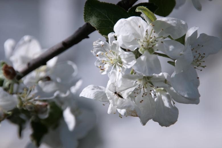 Free stock image of Flowers on appletree created by 2happy