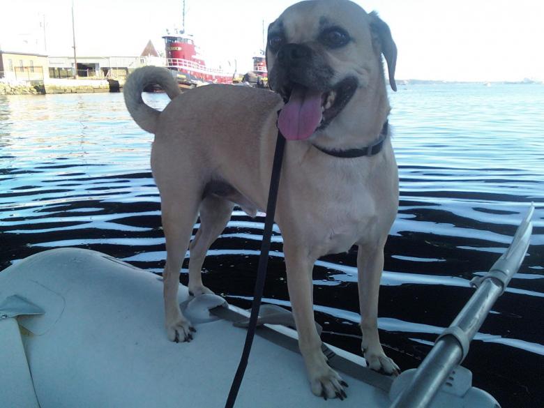 Free stock image of Puggle on a Boat created by Kyle McCombs
