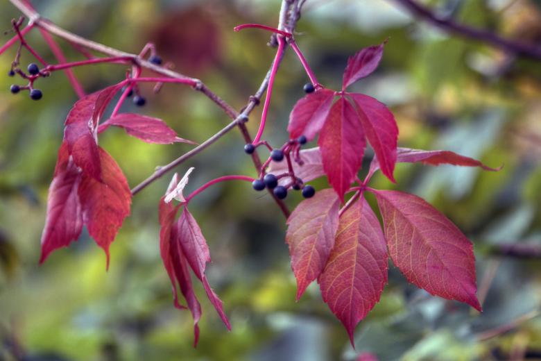 Free stock image of Leaves and berries created by Geoffrey Whiteway