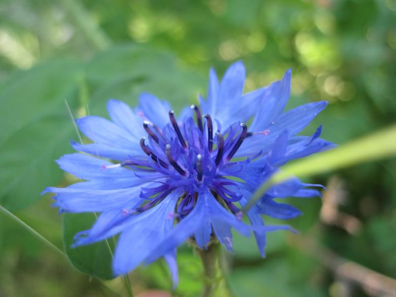 Free stock image of Blue wild flower created by Boris Kyurkchiev
