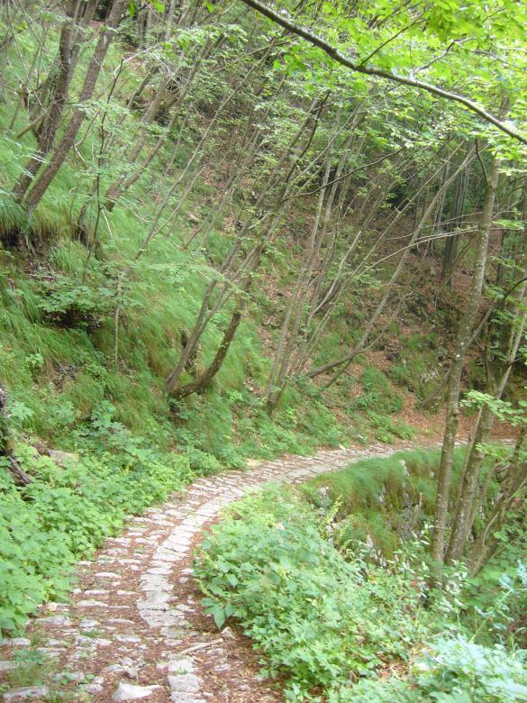 Free stock image of Footpath and trees created by francesco scanagatta