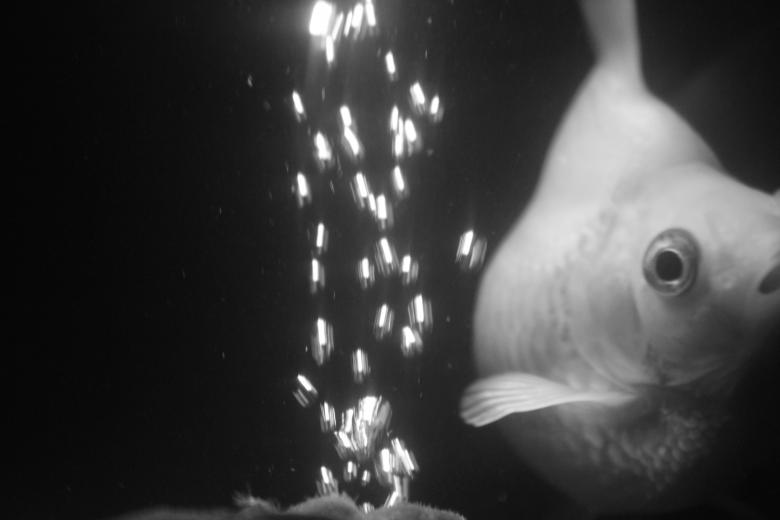Free stock image of Fish in the Water created by GARETH HUGHES