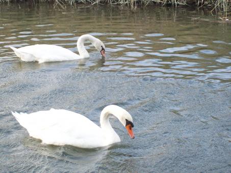 Two swans