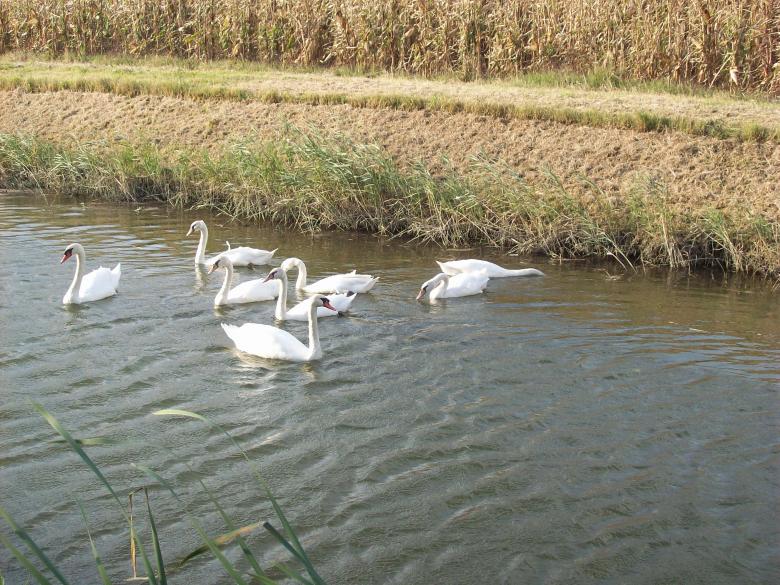Free stock image of Swans in a channel created by francesco scanagatta