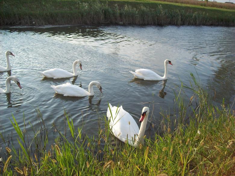 Free stock image of Group of swans created by francesco scanagatta