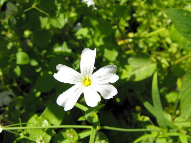 Free stock image of White Flower created by Kyla M