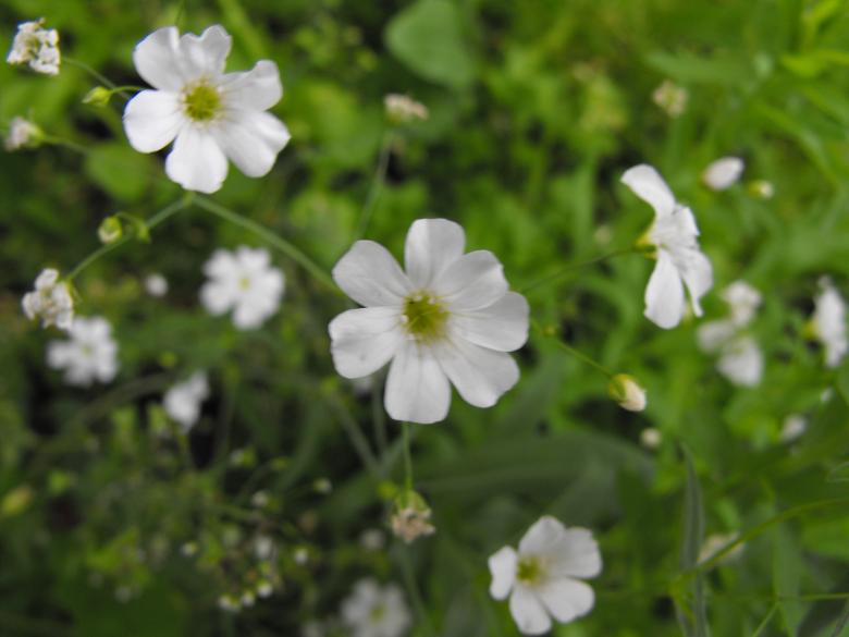 Free stock image of White Flowers created by Kyla M