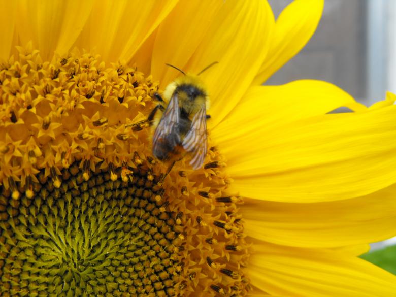 Free stock image of Bee on Sunflower created by Kyla M