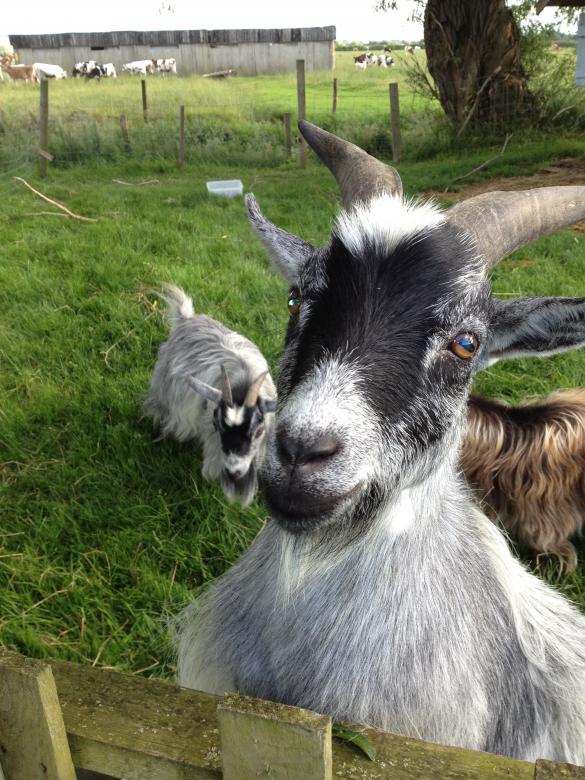 Free stock image of Goat created by Jeff Robinson