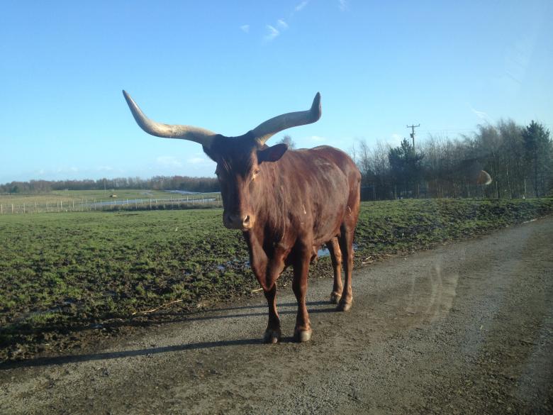Free stock image of Knowley Safari Park created by Jeff Robinson