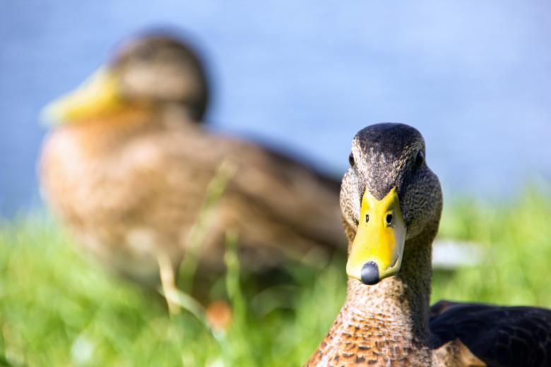 Free stock image of Ducks created by 2happy