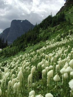 Bear Paws