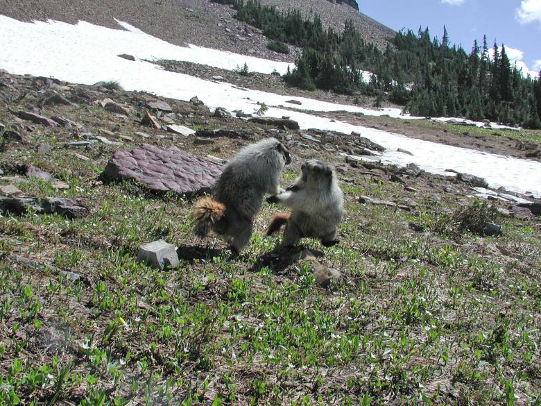 Free stock image of Sparring Marmots in Glacier Park created by Sue Osborn