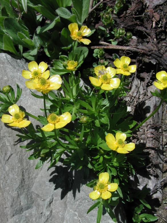 Free stock image of Yellow Mountain Flowers created by Sue Osborn