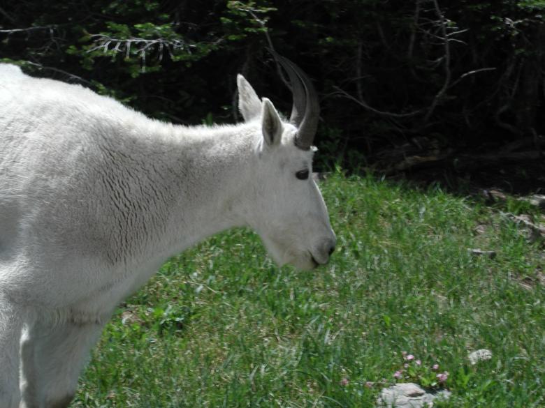 Free stock image of Single Mountain Goat created by Sue Osborn