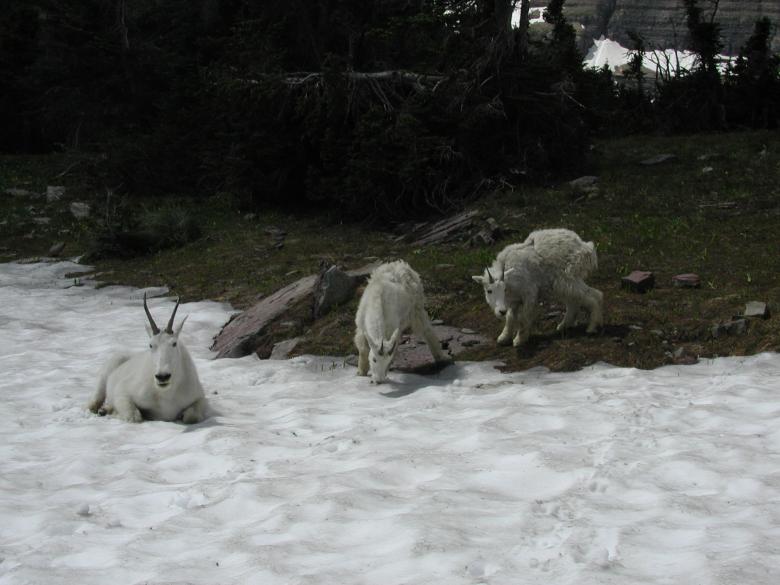 Free stock image of Mountain Goats created by Sue Osborn