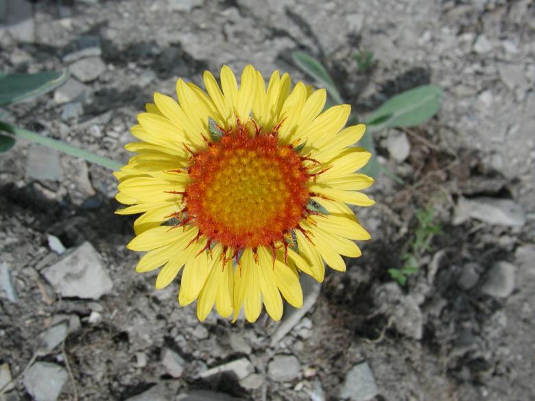Free stock image of Single Mountain Sunflower created by Sue Osborn