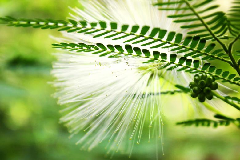 Free stock image of Dandelion created by Katriona Galahad