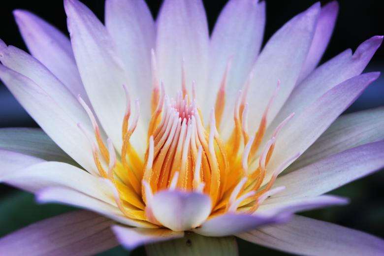 Free stock image of White lotus created by Katriona Galahad