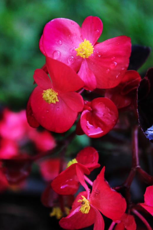 Free stock image of Red flowers with raindrops created by Katriona Galahad